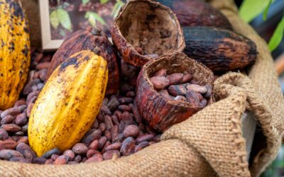 Del origen amazónico a la inteligencia de datos: el futuro del cacao colombiano