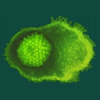 Simposio integrador sobre Herpes Zoster