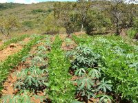 Alimentos con sello campesino