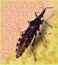 ?El Chagas fue descrito en 1909 y aún no tenemos una cura?