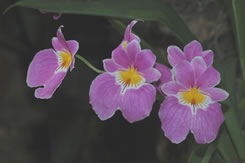 ?Eso es mucha belleza!