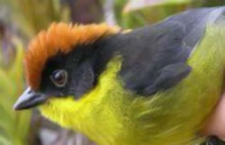 Descubren nueva especie de pájaro