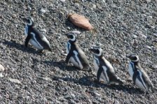 El desembarco de Magallanes