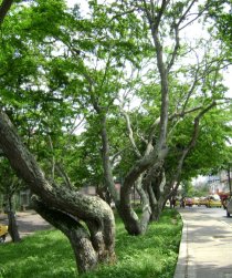 Verde que te quiero verde