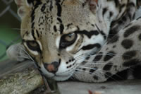 Encarrétese con la biodiversidad