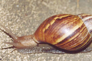 El peligroso caracol gigante africano: Un visitante Indeseable