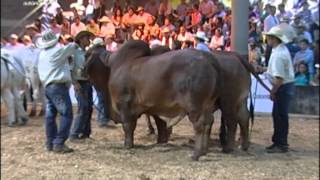 Análisis: Así se prepara la Feria de Bucaramanga