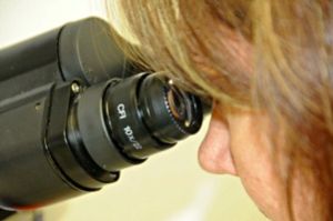 Aumentó la investigación