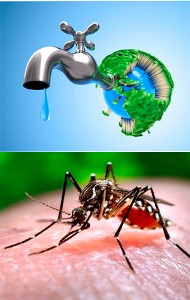 Sequía y la fiebre chikungunya