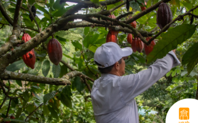 UNAB trabaja por aumentar la exportación de cacaos especiales de Santander