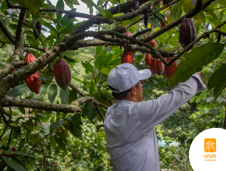 UNAB trabaja por aumentar la exportación de cacaos especiales de Santander