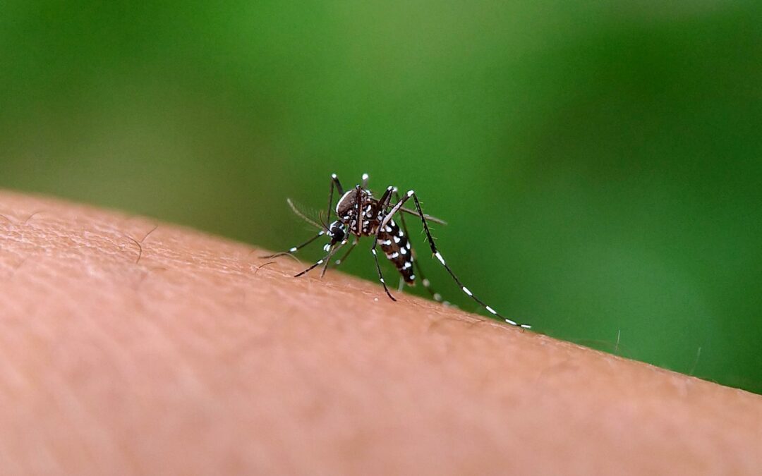 Fiebre amarilla, epidemiólogos UNAB explican sobre eventual expansión del virus en zonas urbanas