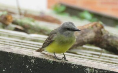 Avistamiento de aves en el campus El Jardín de la UNAB