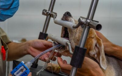 Ingeniería Biomédica UNAB patenta dispositivo para mejorar procedimientos bucales en perros braquicefálicos
